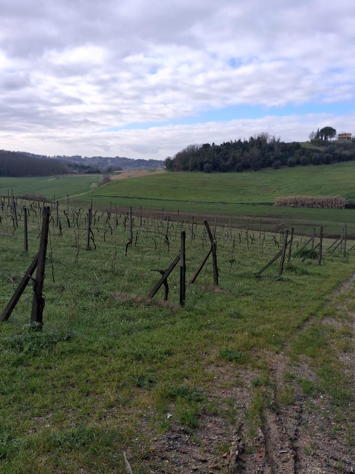 Terreno Agricolo in vendita a Capannoli