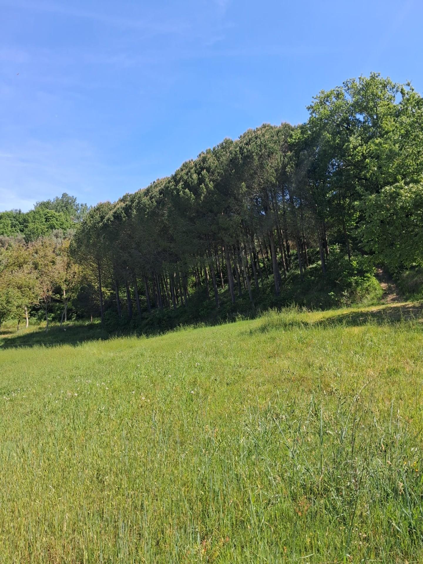 Terreno Agricolo in vendita a Capannoli