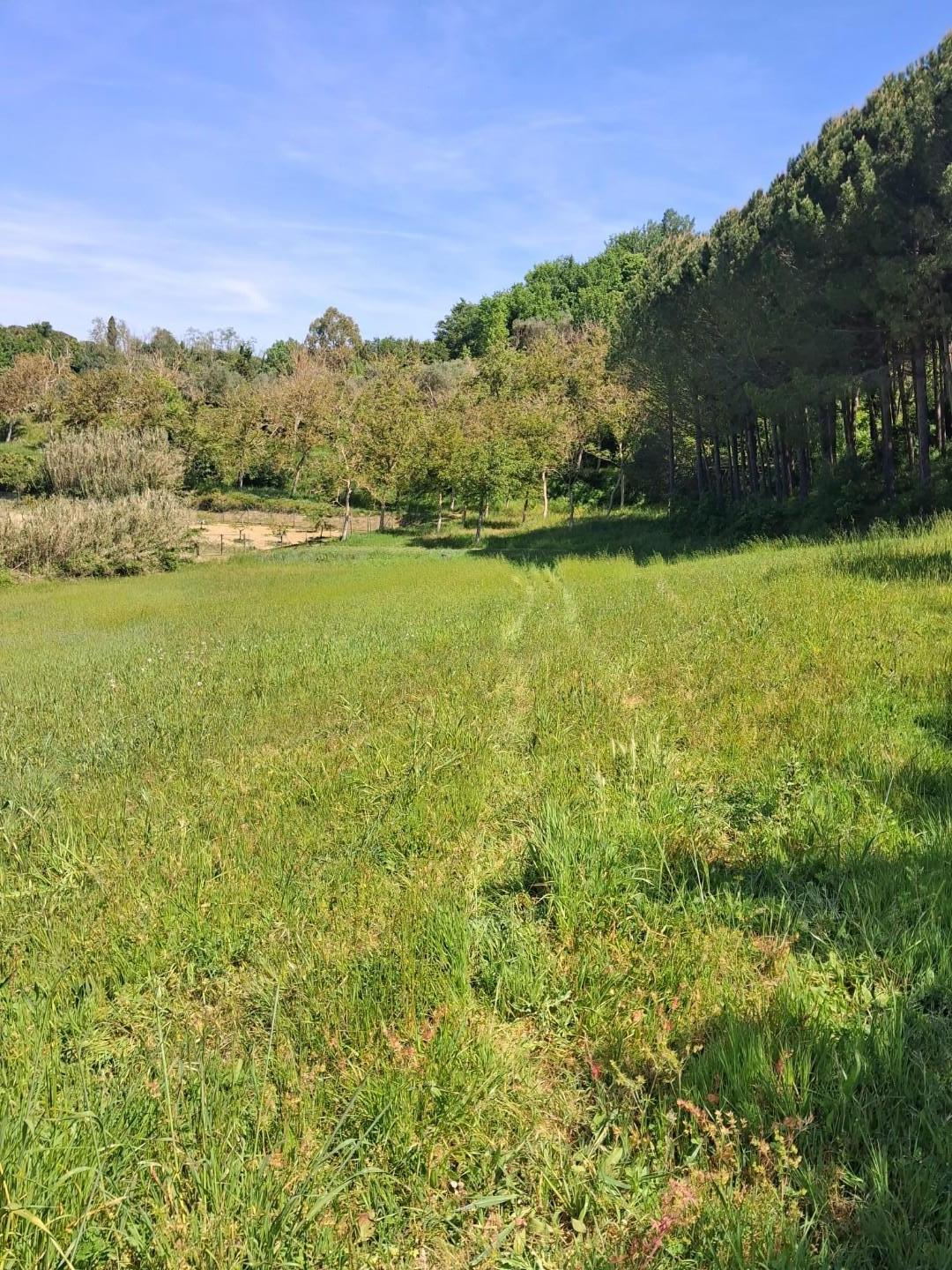 Terreno Agricolo in vendita a Capannoli