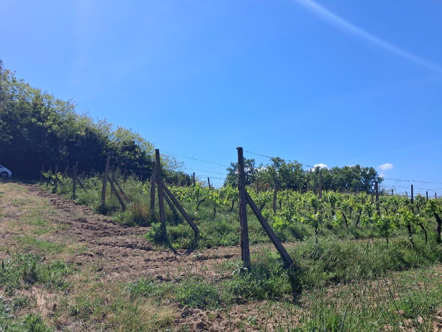 Terreno Agricolo in vendita a Capannoli