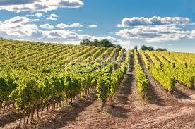 Terreno Agricolo in vendita a Cerreto Guidi