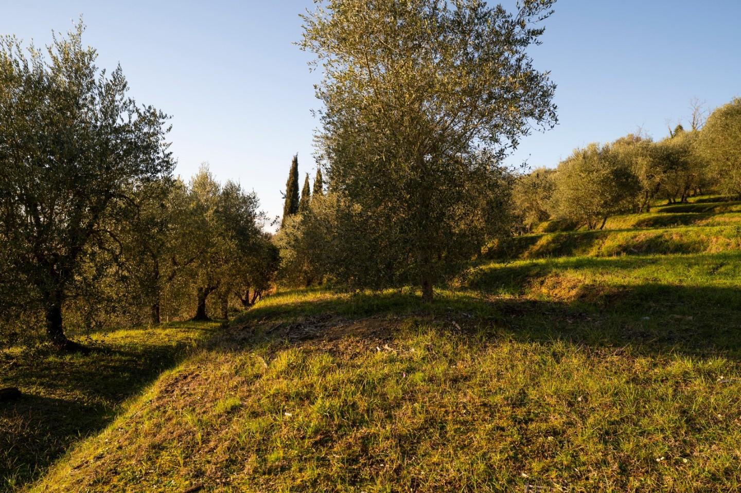 Rustico con giardino, Palaia forcoli