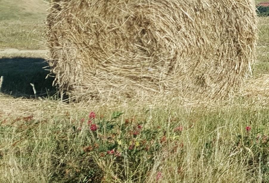 Terreno Agricolo in vendita, Terricciola chientina