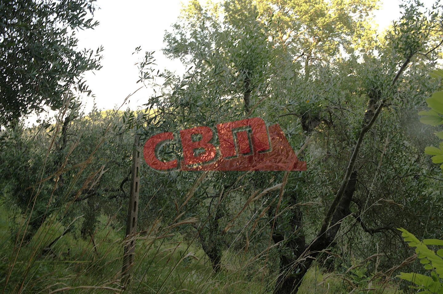 Casa indipendente in vendita, Fauglia luciana