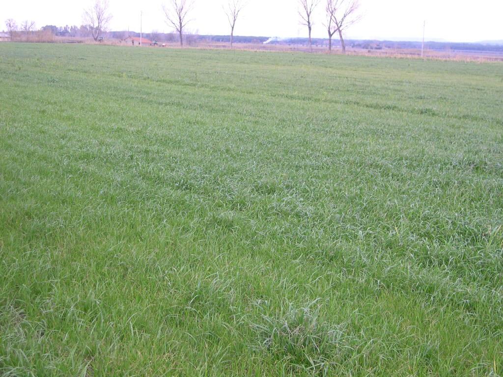 Terreno Agricolo in vendita, Castagneto Carducci bolgheri