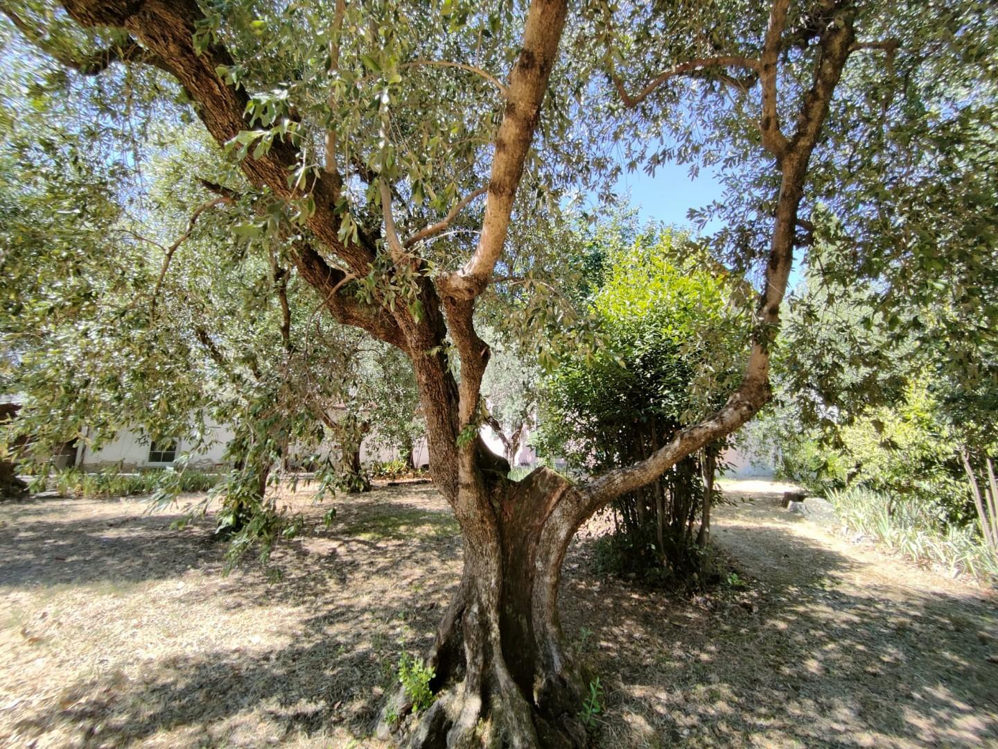 Villa con giardino a Sesto Fiorentino