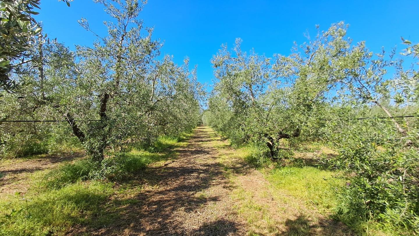 immagine annuncio 2 di 6