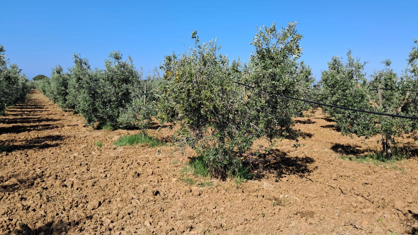 immagine annuncio 3 di 6