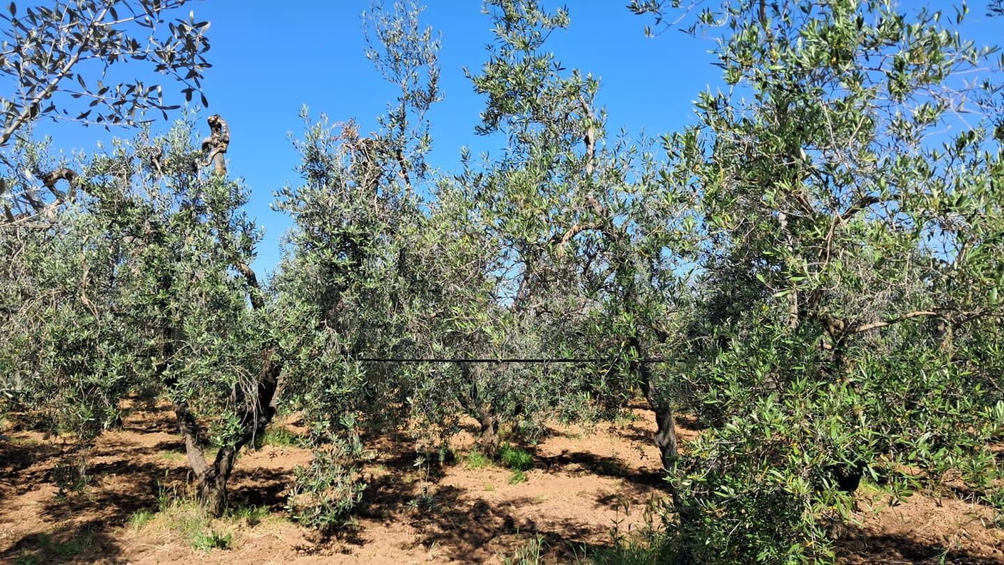 Attivit� commerciale in vendita, Cecina paratino