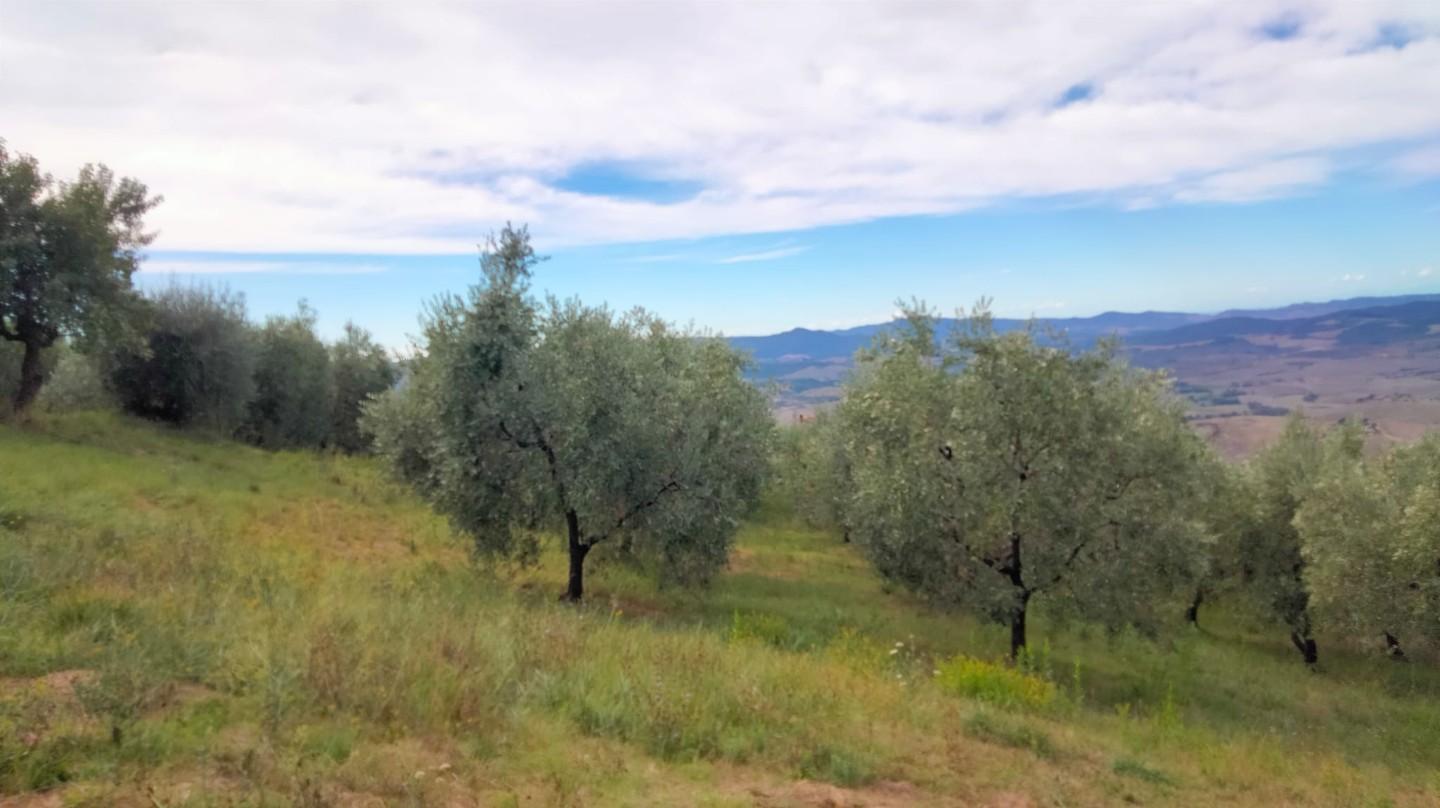 Terreno Agricolo in vendita a Volterra