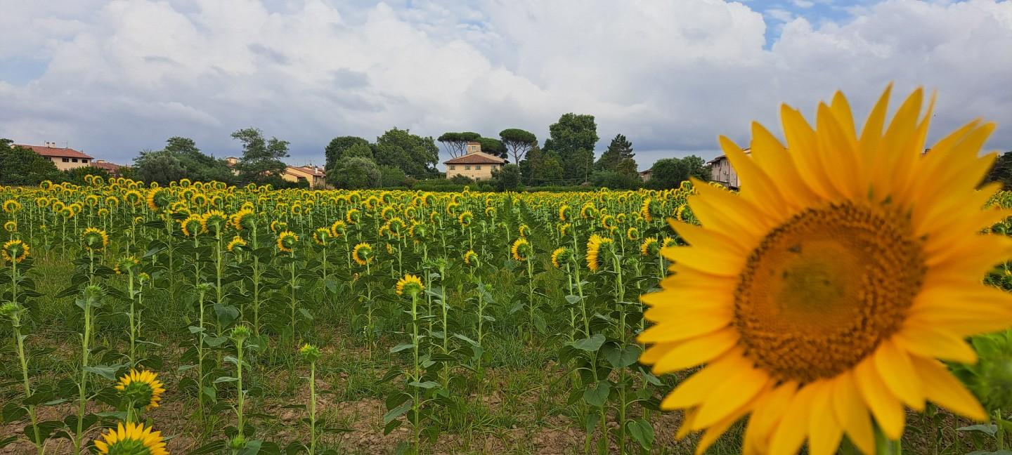Terreno Agricolo in vendita, Cascina marciana