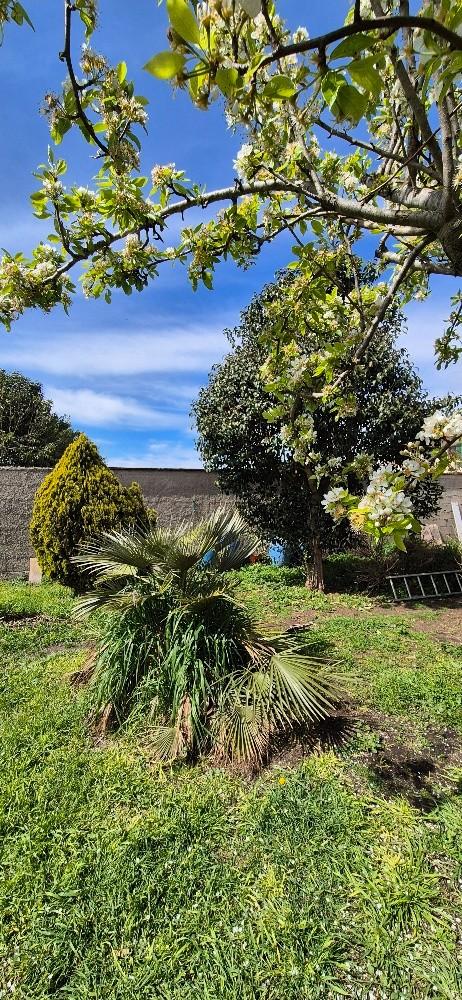 Casa indipendente con giardino, Cascina san prospero navacchio