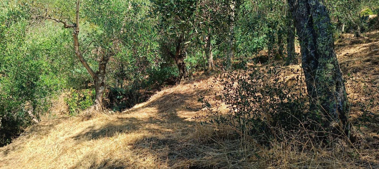 immagine annuncio 4 di 6