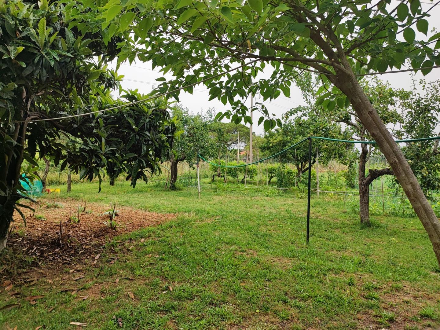 Terreno Agricolo in vendita, Livorno picchianti