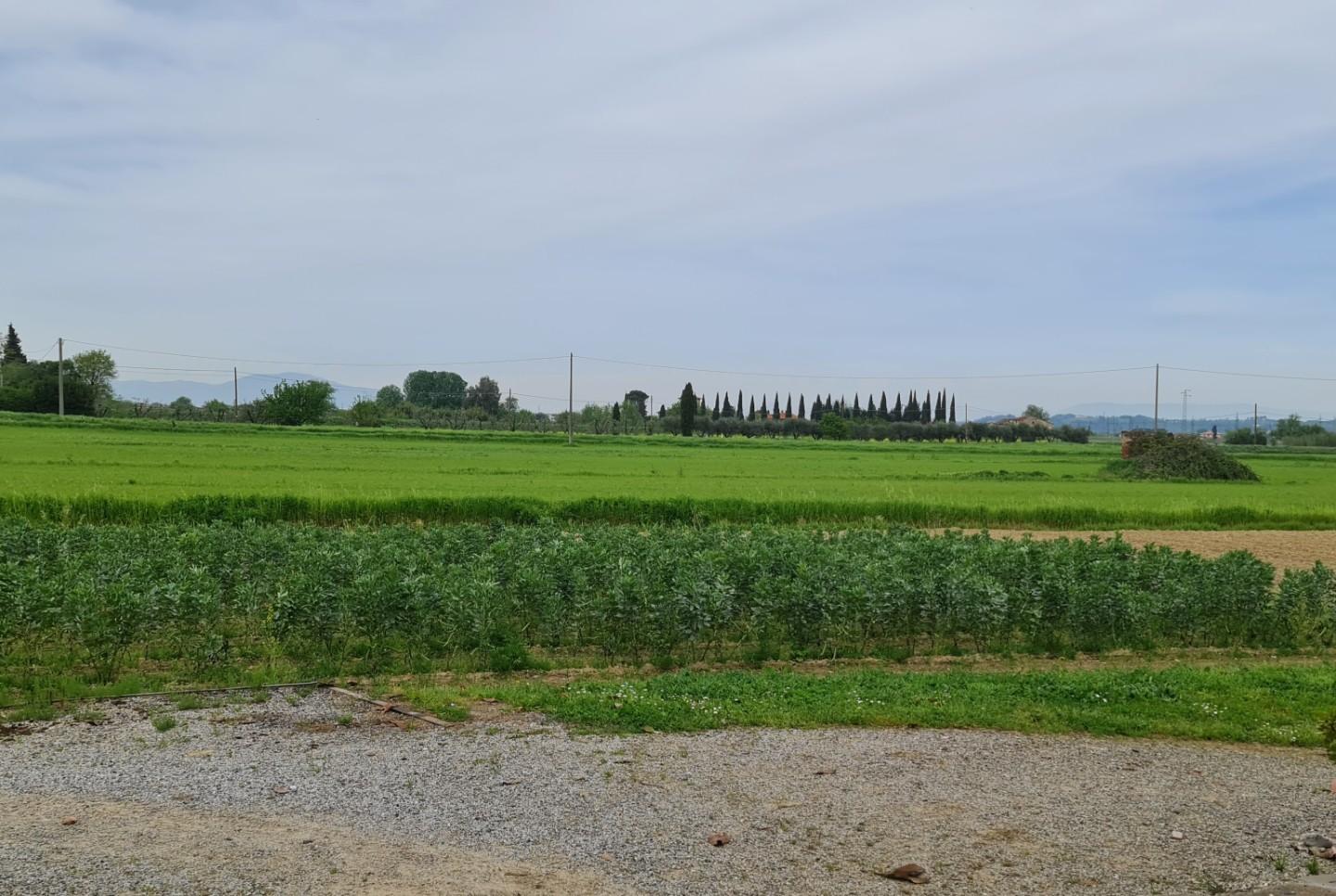 Terreno Agricolo in vendita a San Miniato