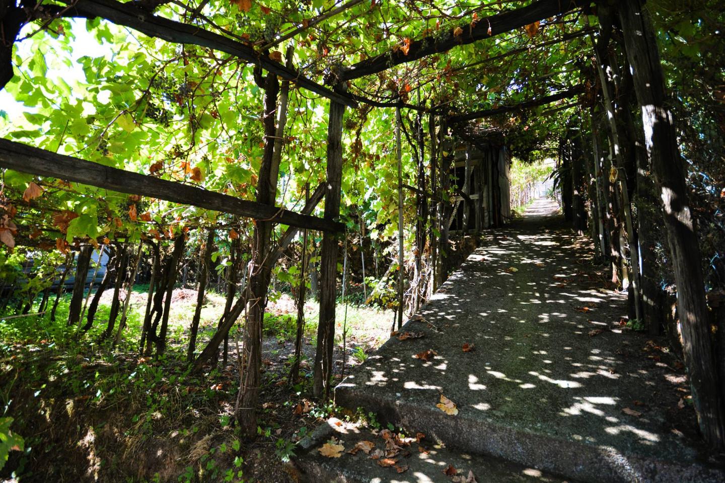 Villa Bifamiliare con giardino, Montignoso serra