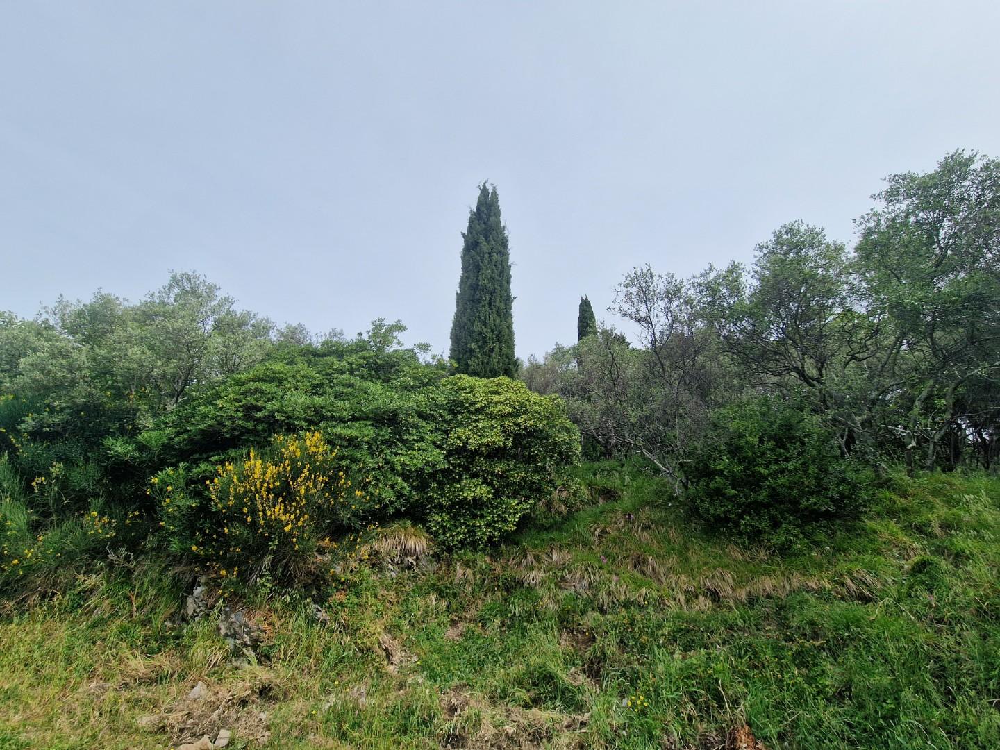 Terreno Agricolo in vendita, Ortonovo casano