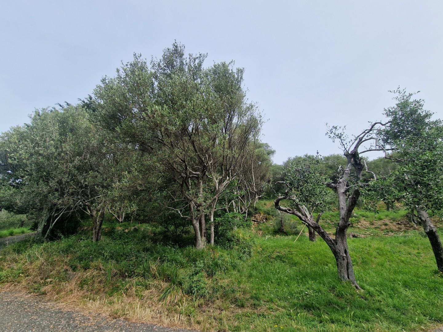Terreno Agricolo in vendita, Ortonovo casano