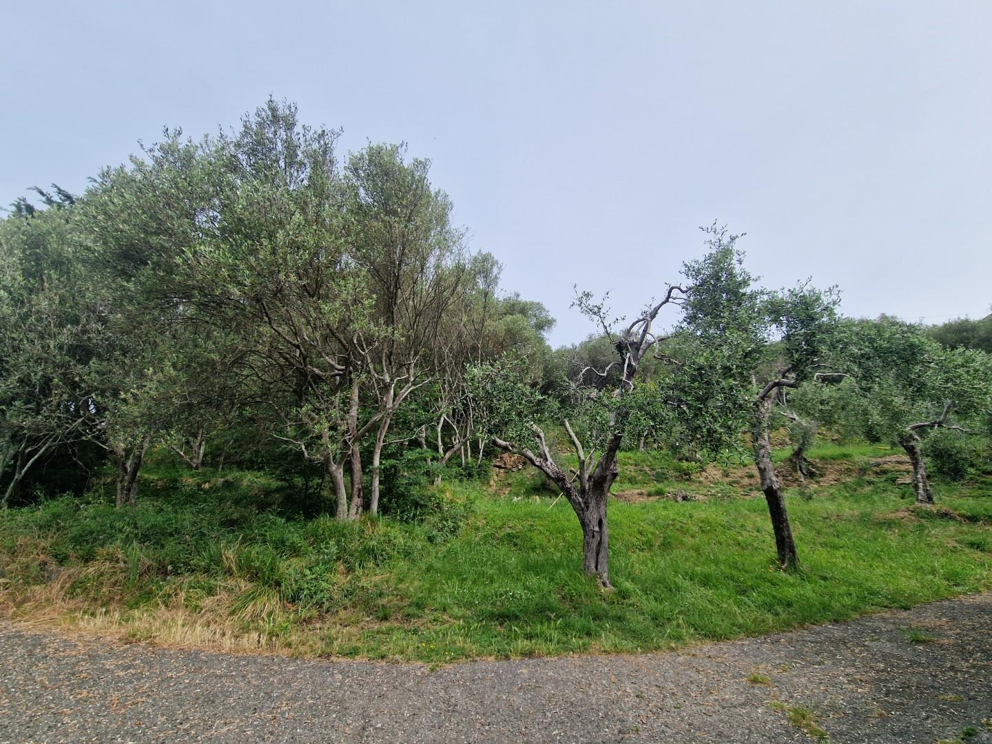 Terreno Agricolo in vendita, Ortonovo casano