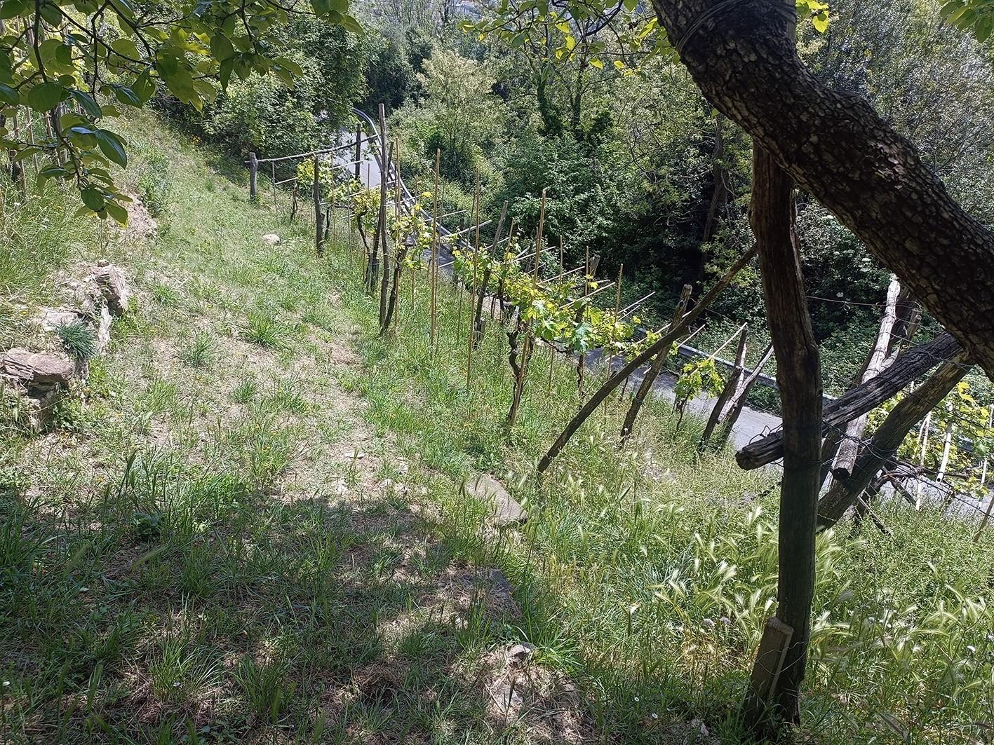 Terreno Agricolo in vendita, Carrara fontia