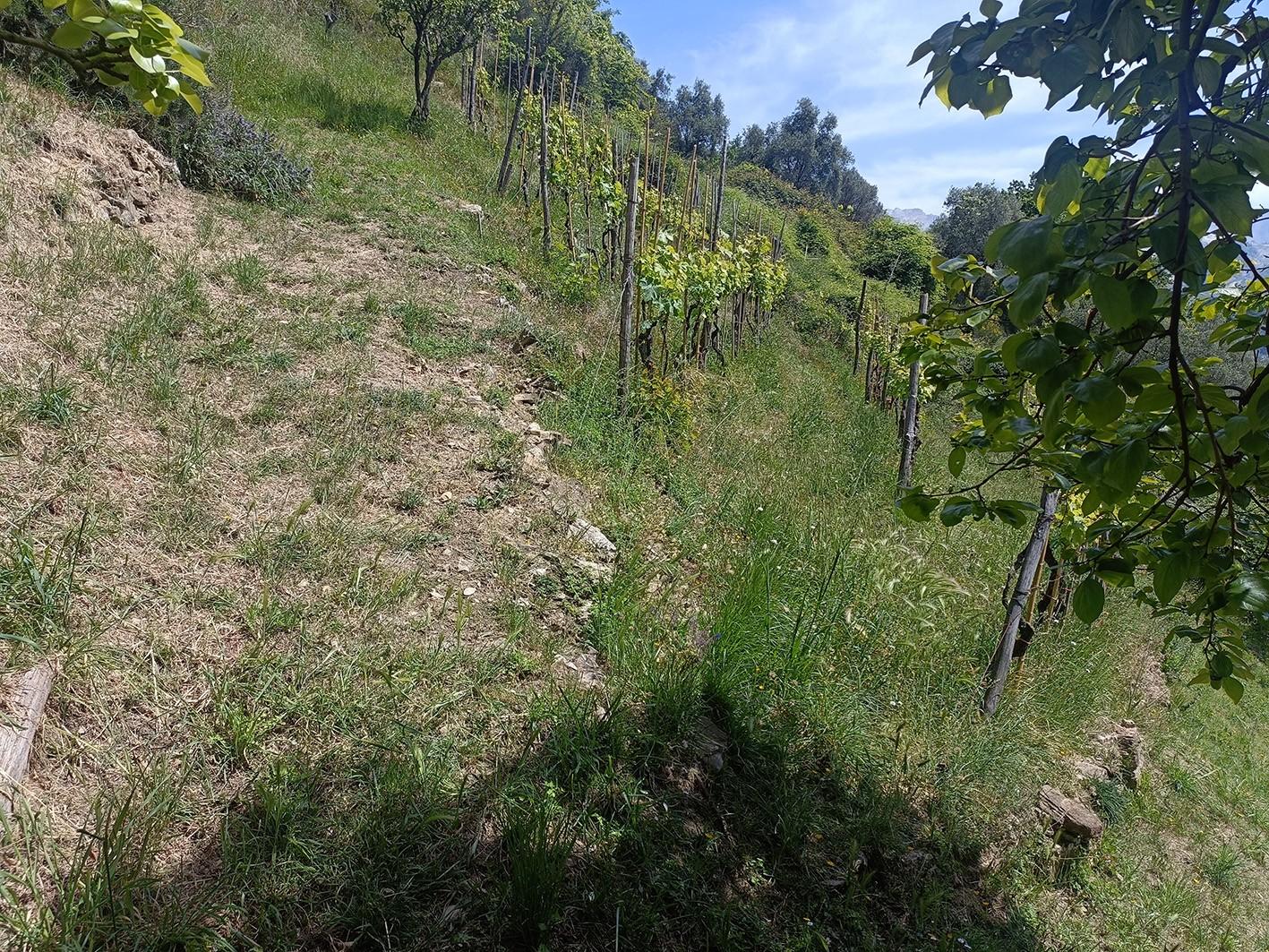 Terreno Agricolo in vendita, Carrara fontia