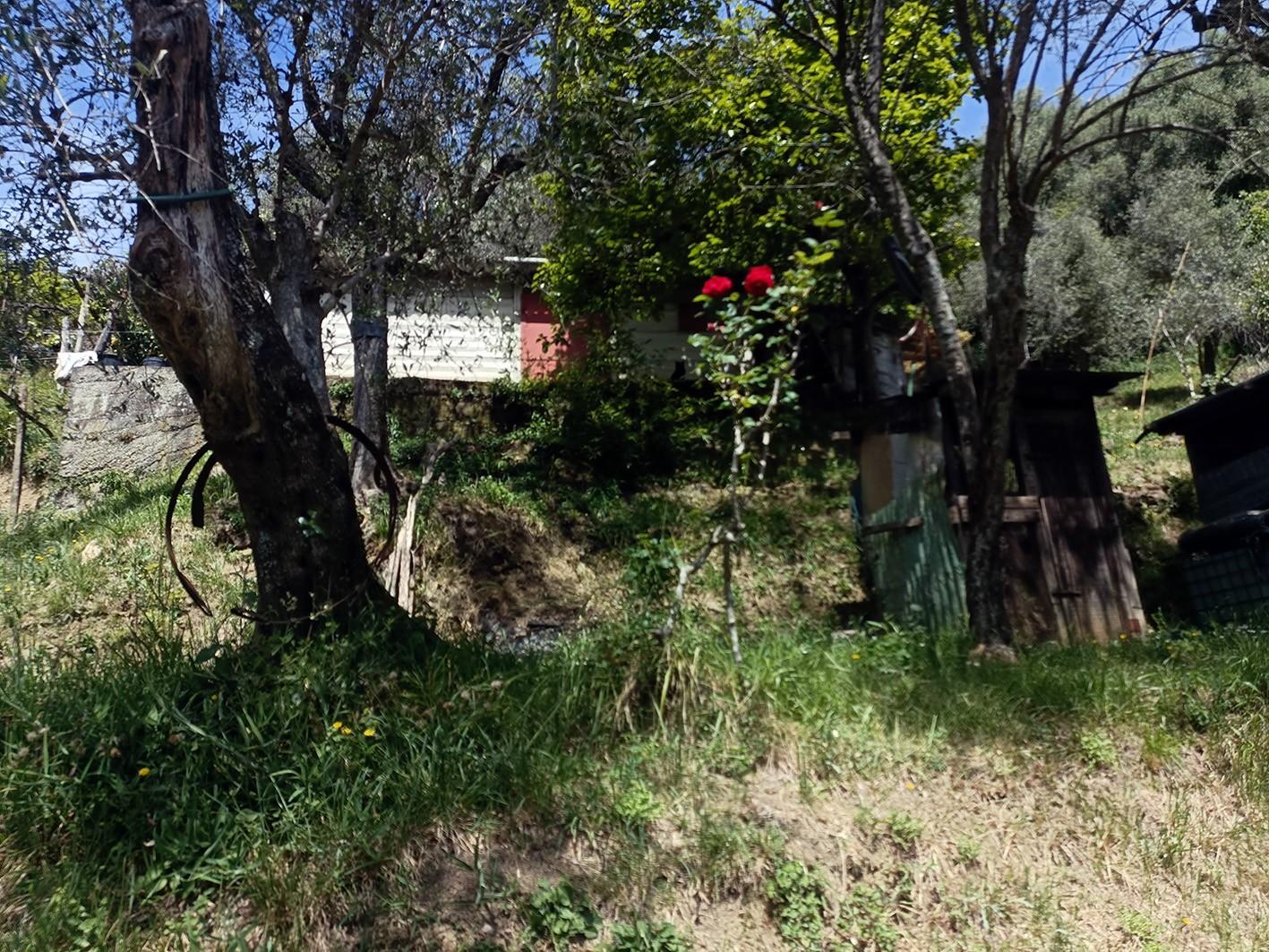 Terreno Agricolo in vendita, Carrara fontia