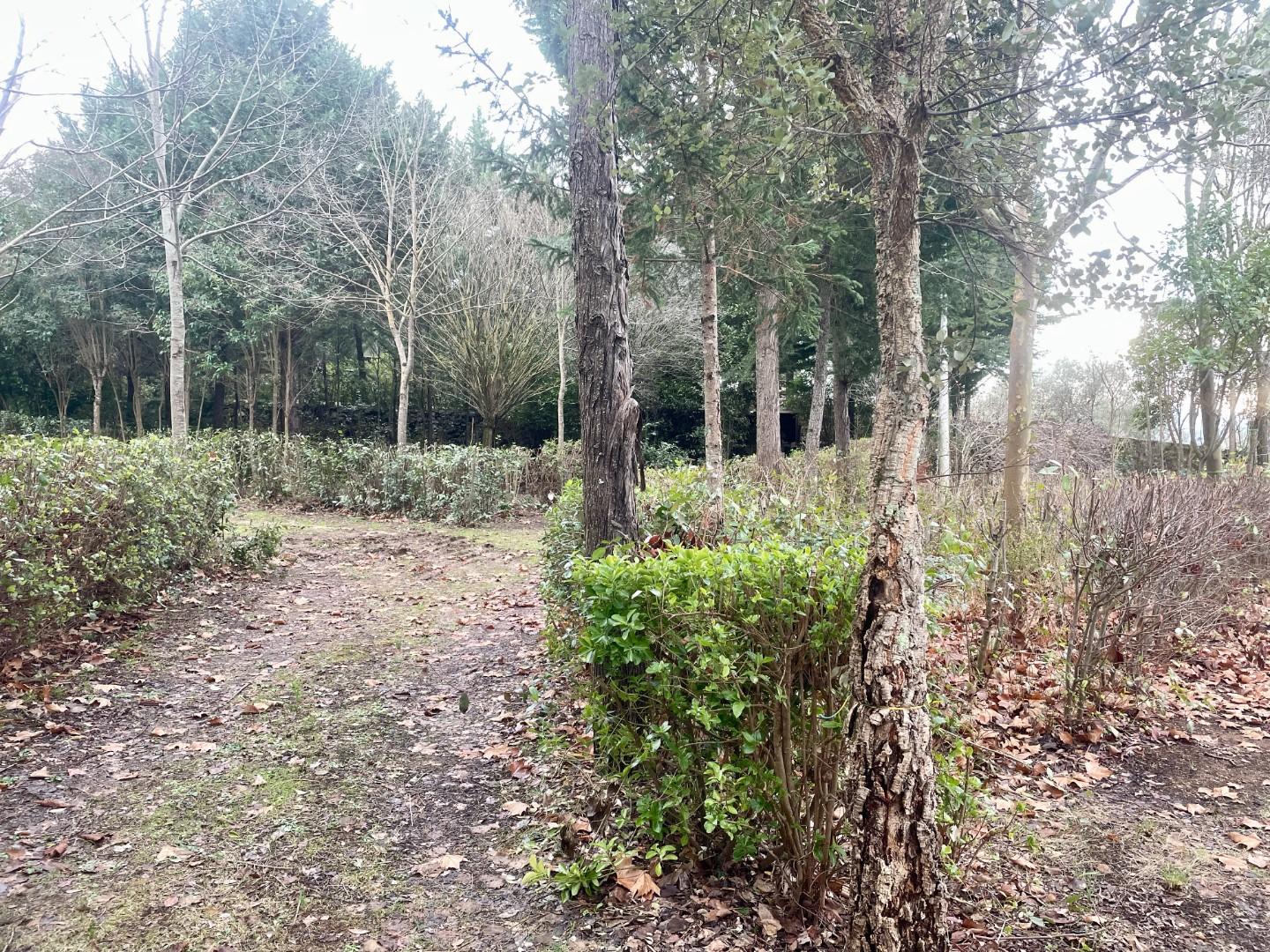 Terreno Agricolo in vendita, Siena toiano