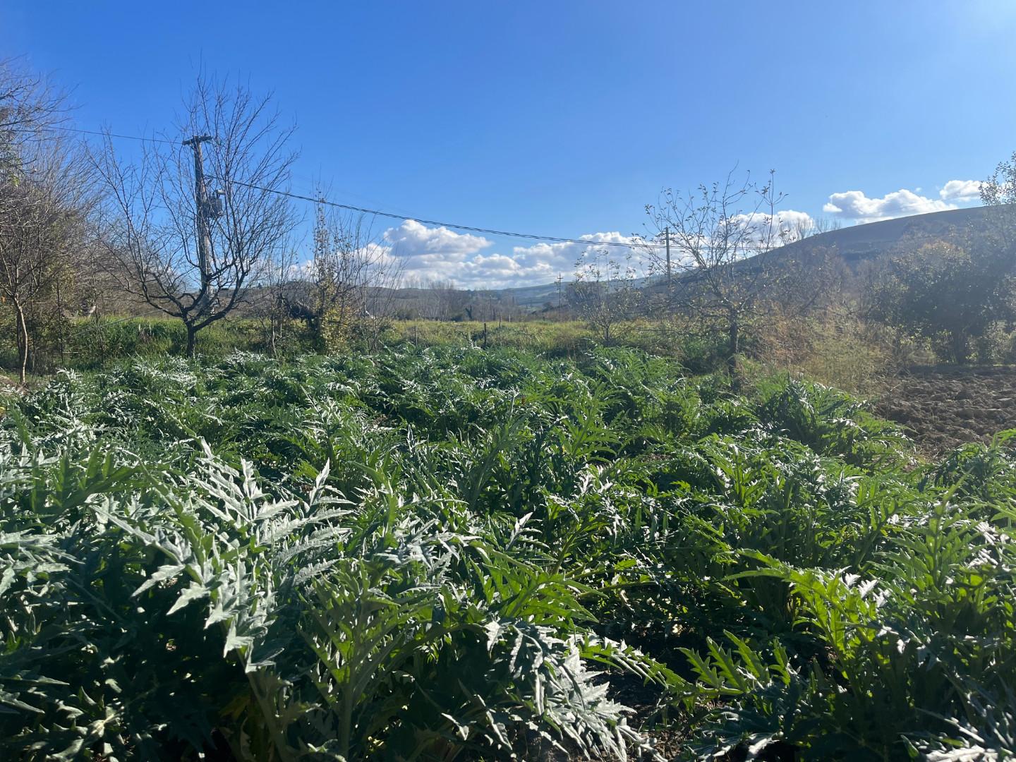 Terreno Agricolo in vendita a Asciano