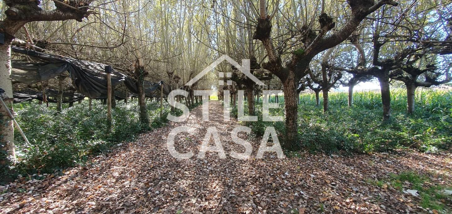 Terreno Agricolo in vendita, Capannori segromigno in piano