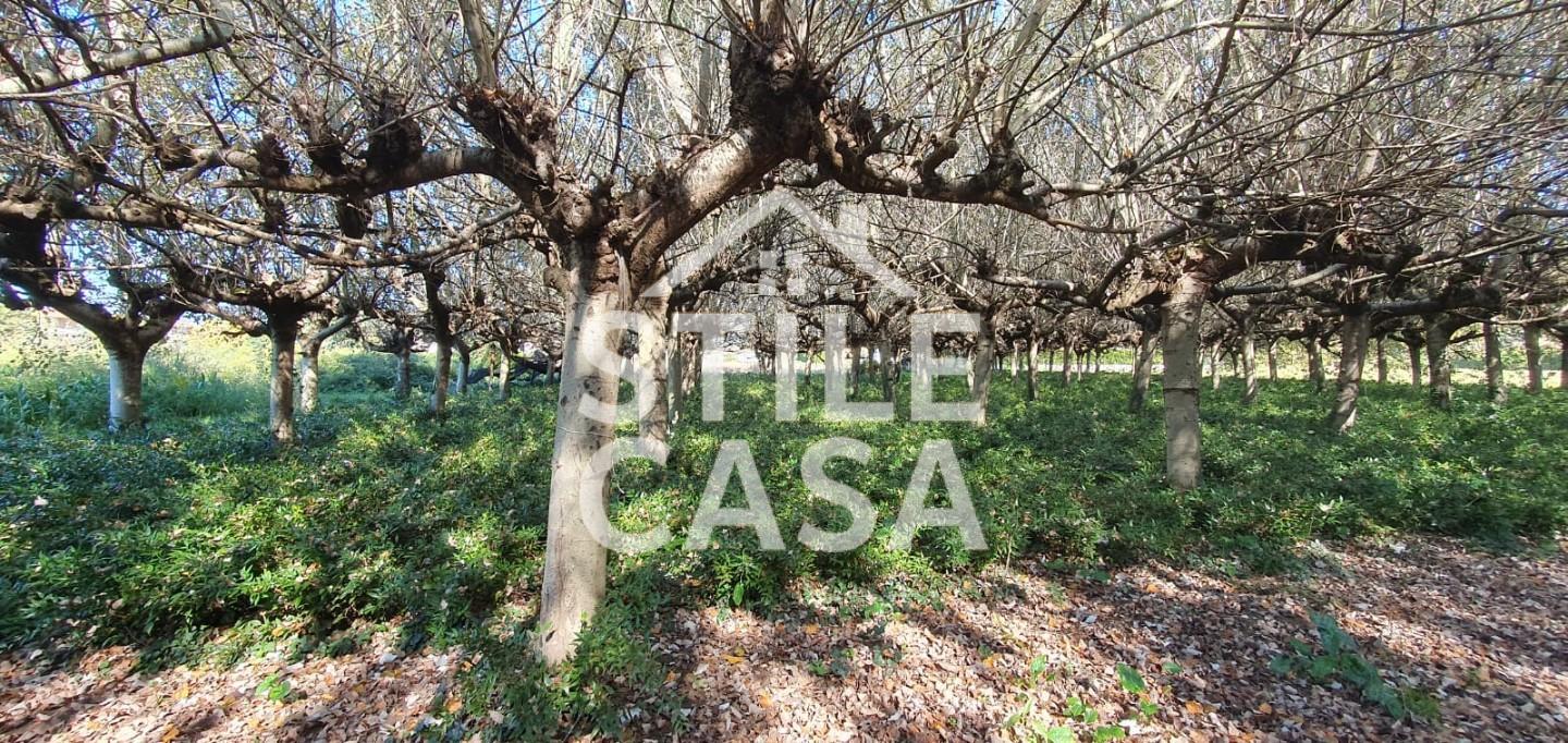 Terreno Agricolo in vendita, Capannori segromigno in piano