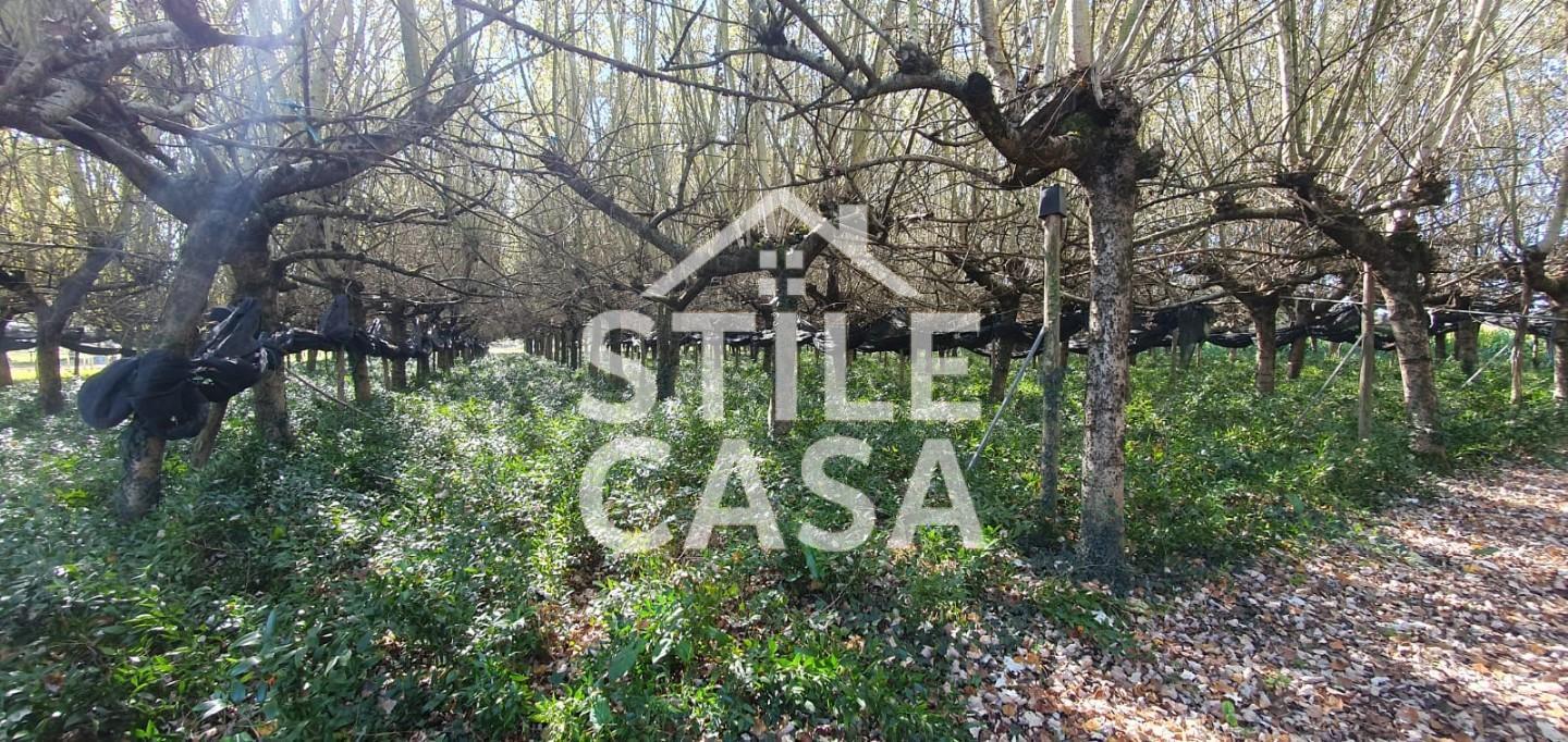 Terreno Agricolo in vendita, Capannori segromigno in piano