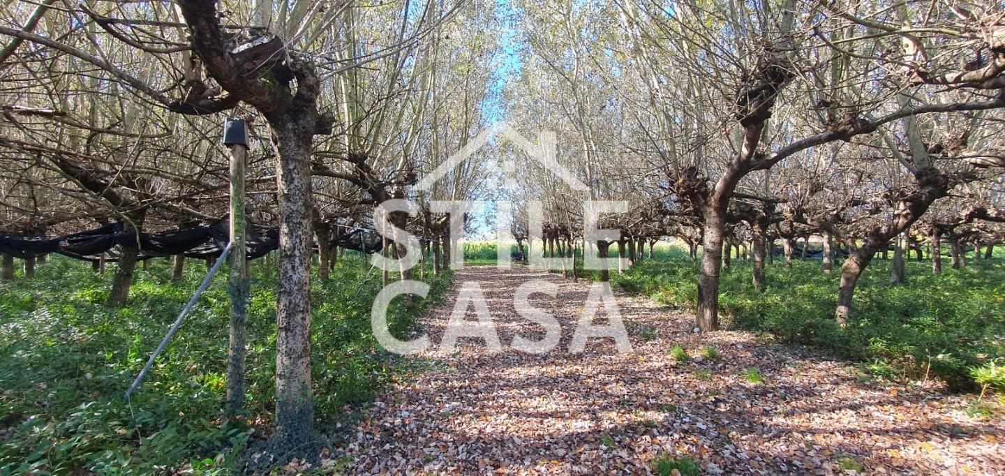 Terreno Agricolo in vendita, Capannori segromigno in piano