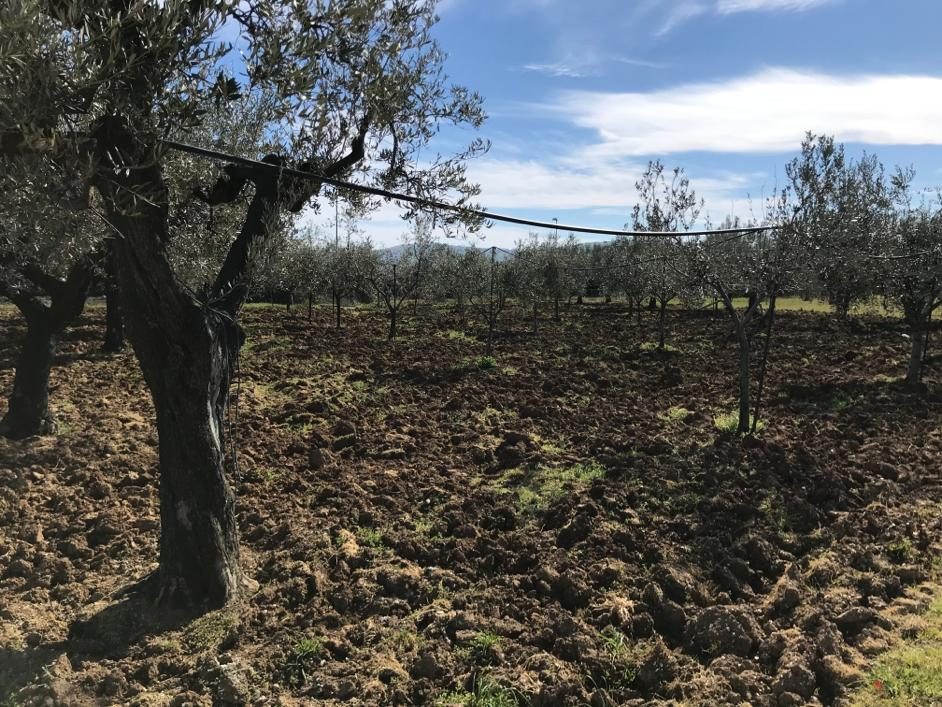 Terreno Agricolo in vendita a Mosciano Sant'Angelo, Ripoli