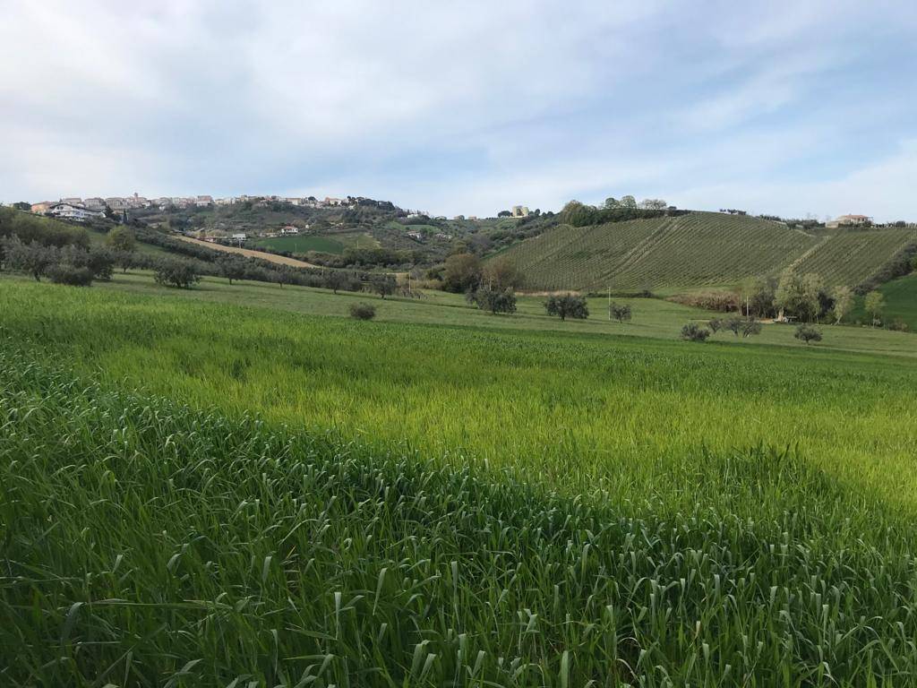 Terreno Agricolo in vendita a Tortoreto, Salino