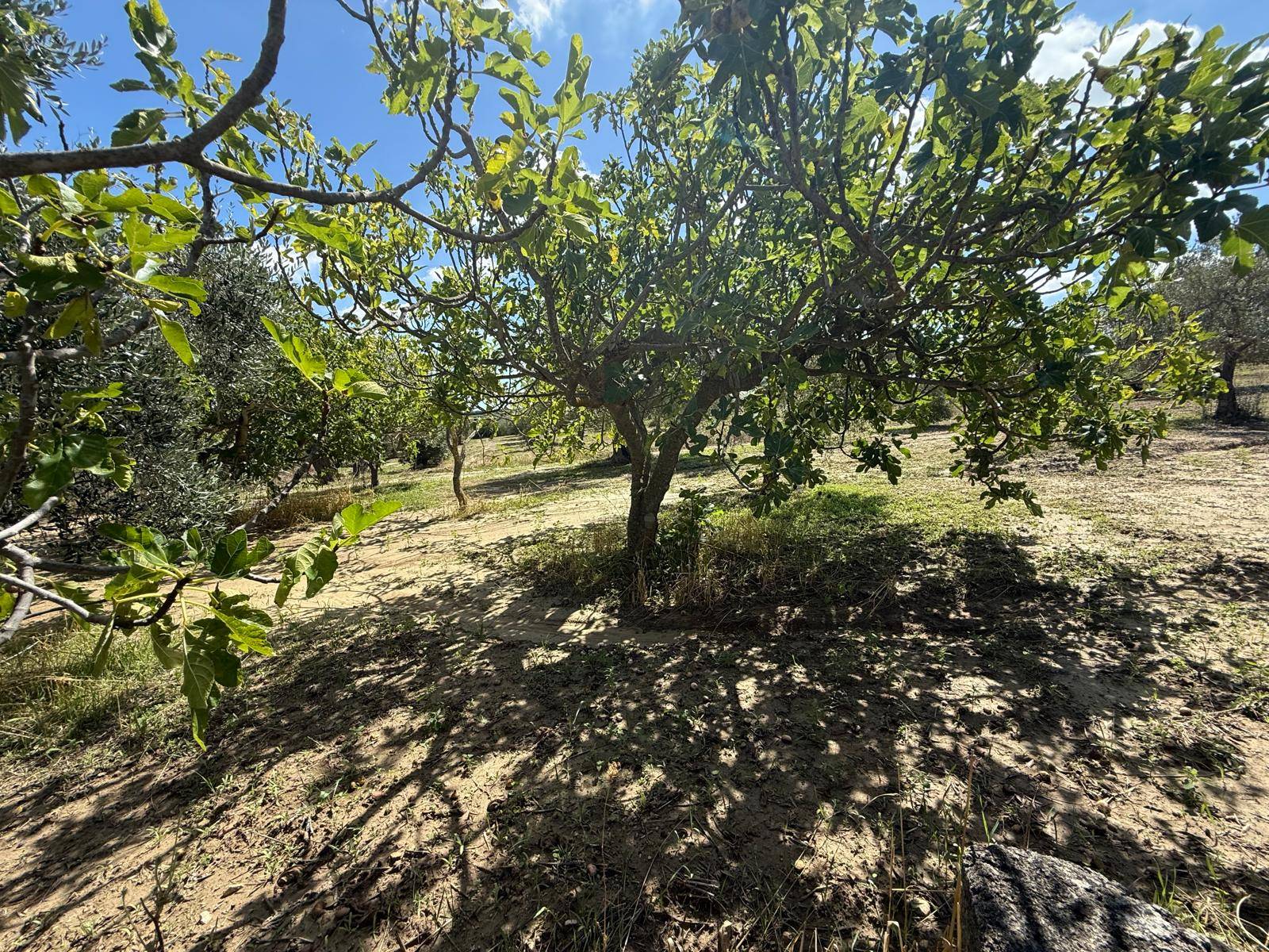 Terreno Agricolo in vendita a Crispiano, Localit Cacciagualani