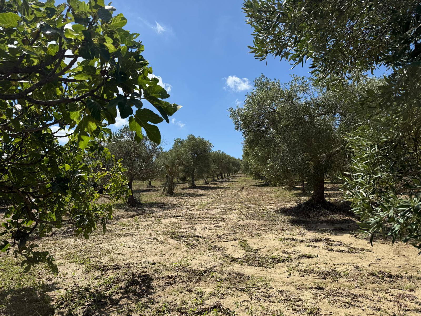 Terreno Agricolo in vendita a Crispiano, Localit Cacciagualani