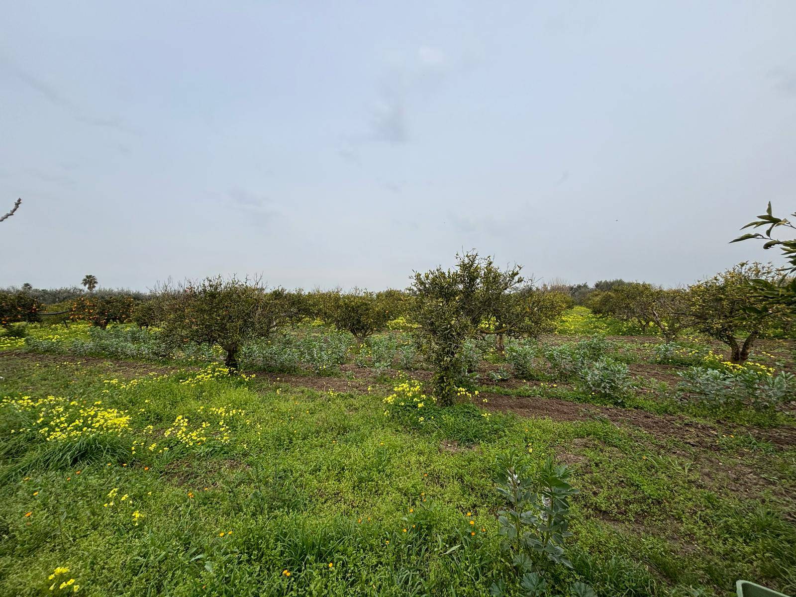 Terreno Agricolo in vendita a Massafra, Localit Pantano