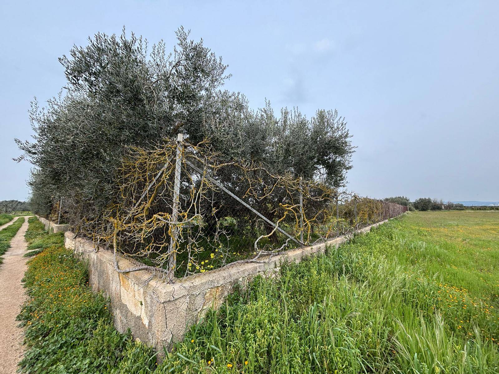 Terreno Agricolo in vendita a Massafra, Localit Pantano