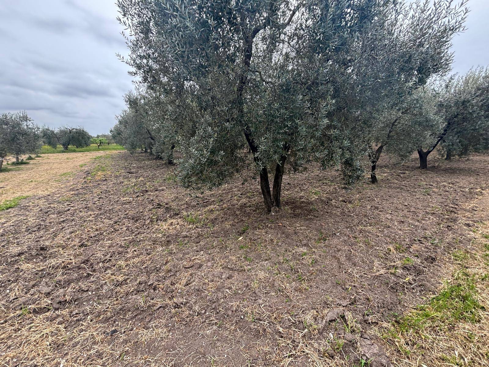 Terreno Agricolo in vendita a Massafra, Marina di Ferrara