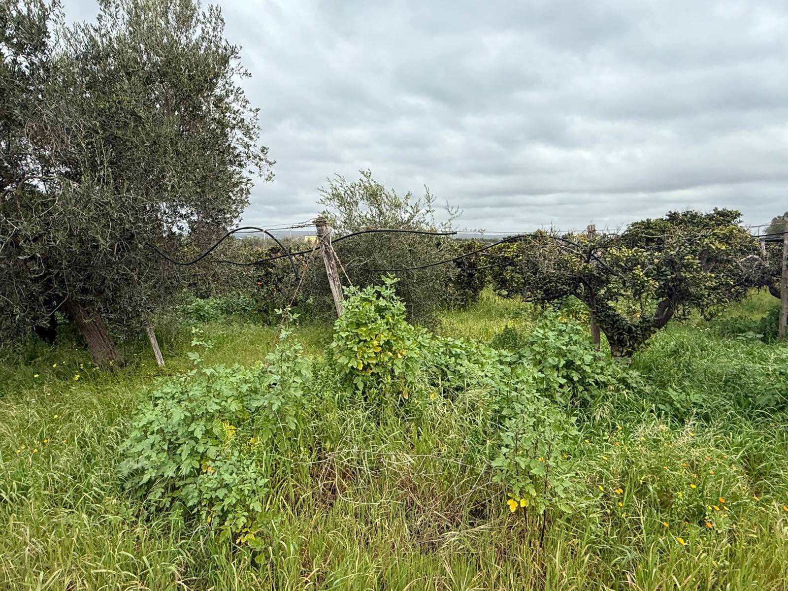 Terreno Agricolo in vendita a Massafra, Marina di Ferrara
