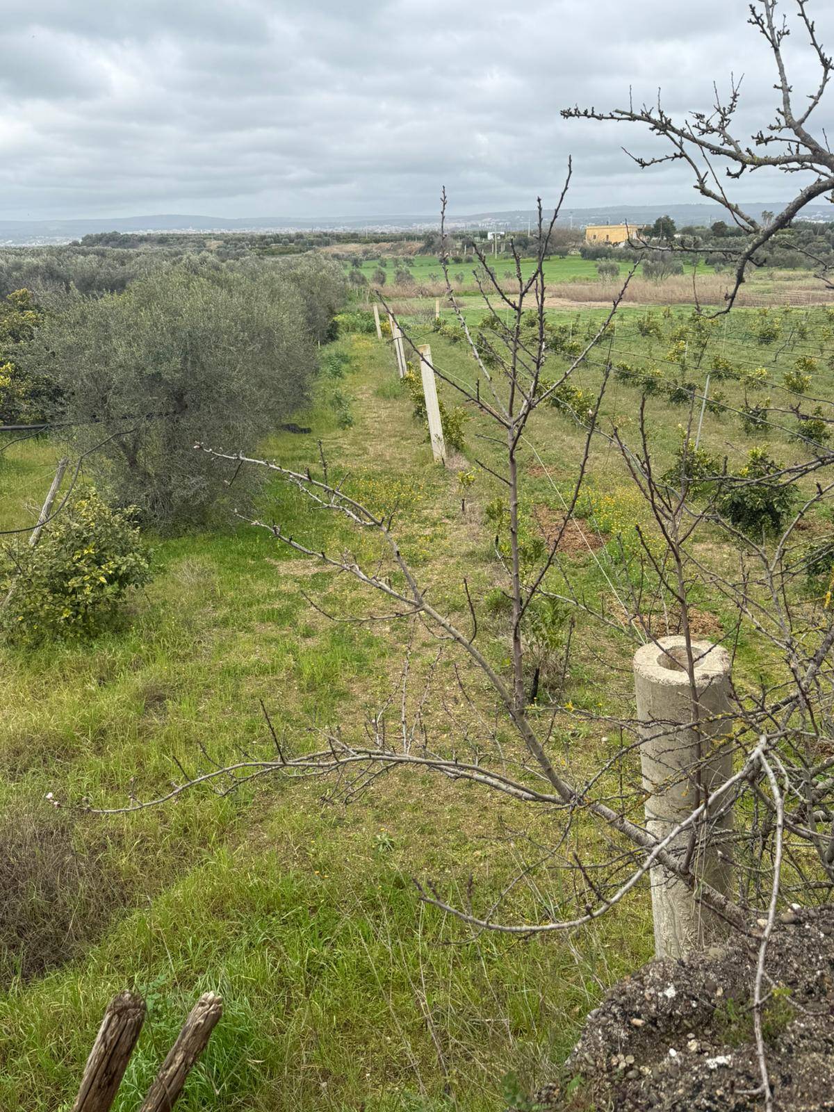 Terreno Agricolo in vendita a Massafra, Marina di Ferrara