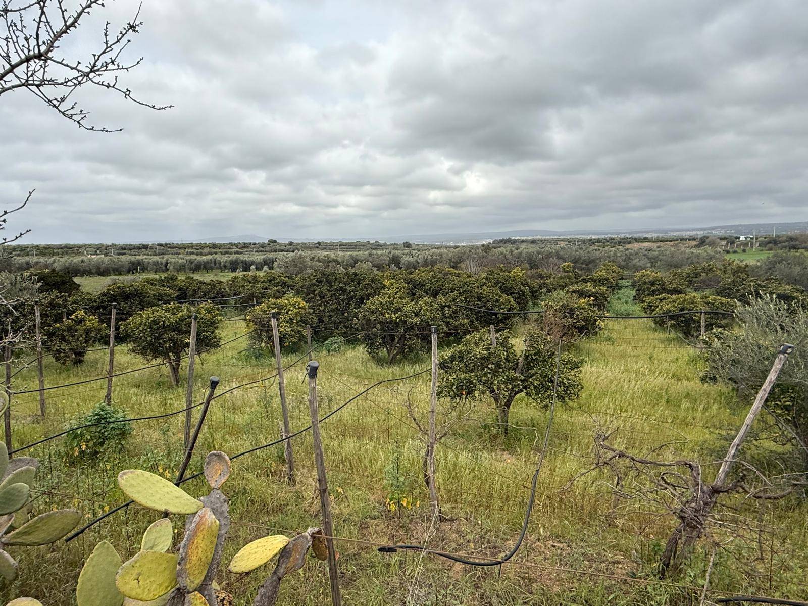 Terreno Agricolo in vendita a Massafra, Marina di Ferrara