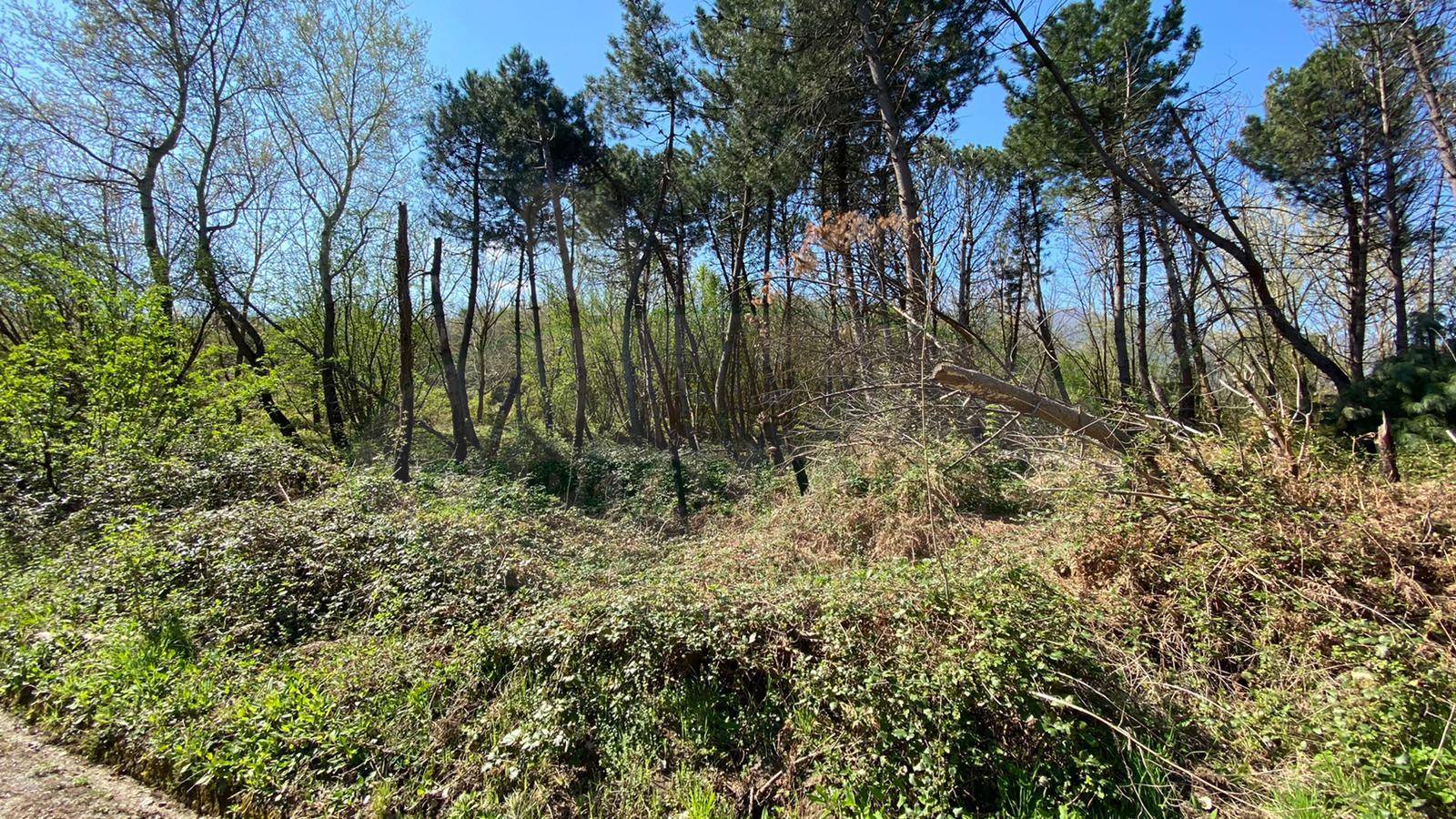 Terreno agricolo in vendita a Pietrastornina