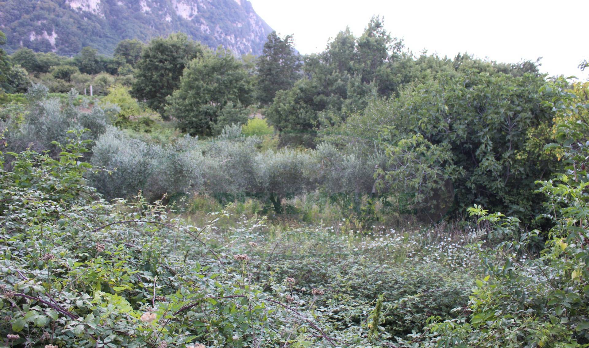 Terreno agricolo in vendita a Sant'Angelo a Scala