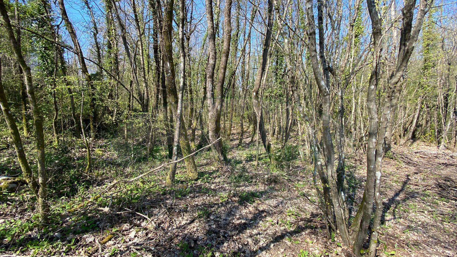 Terreno agricolo in vendita a Pietrastornina