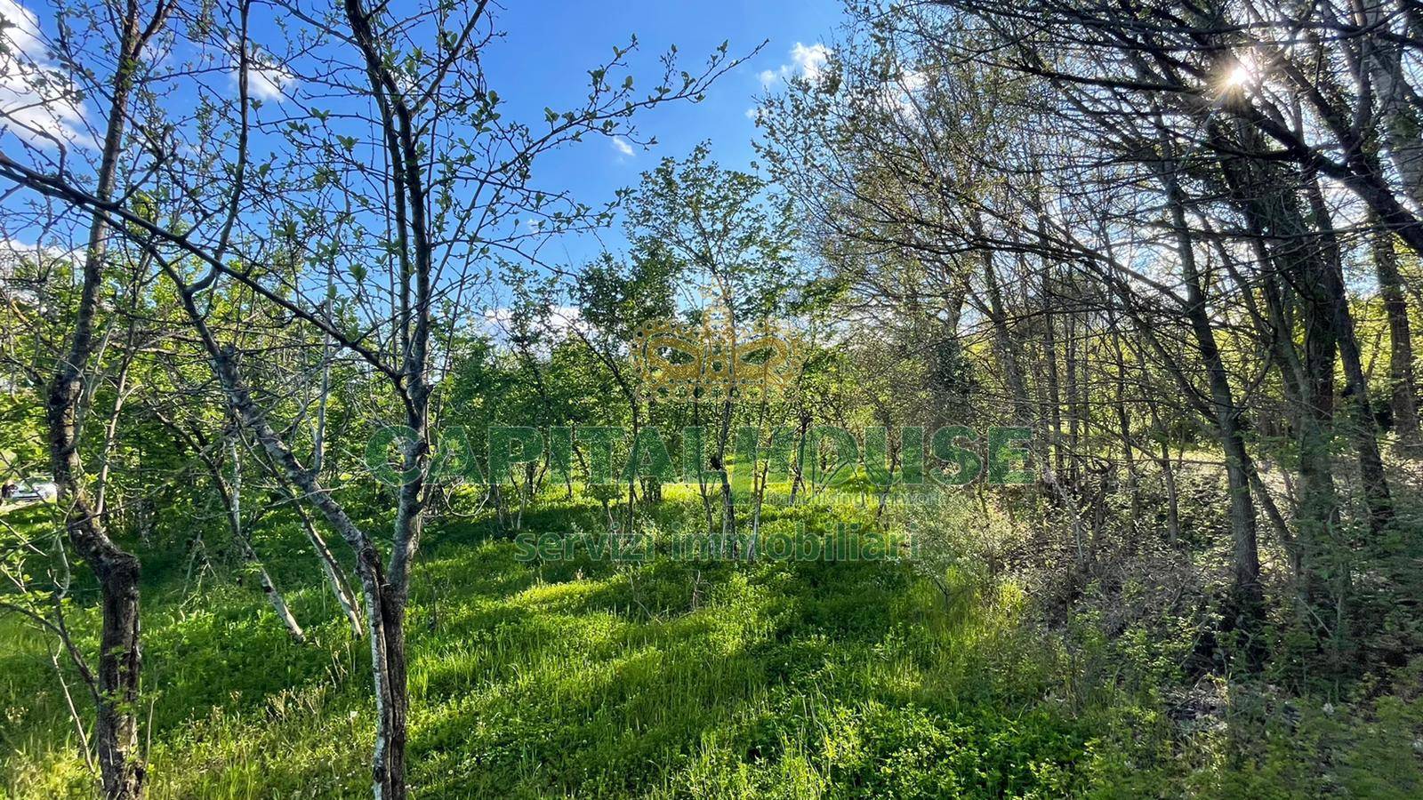 immagine annuncio 2 di 6