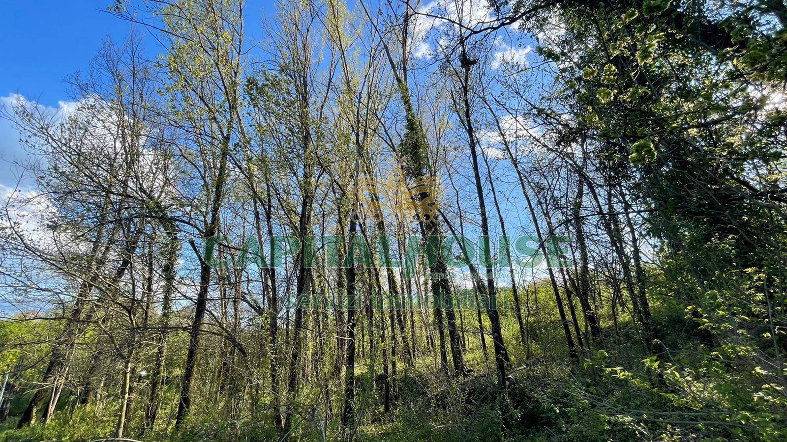 immagine annuncio 5 di 6