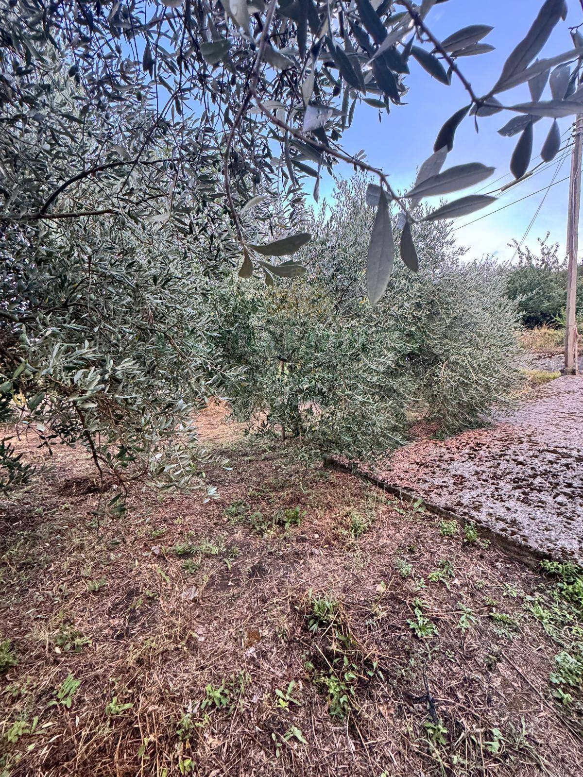 Terreno agricolo in vendita a Capriglia Irpina