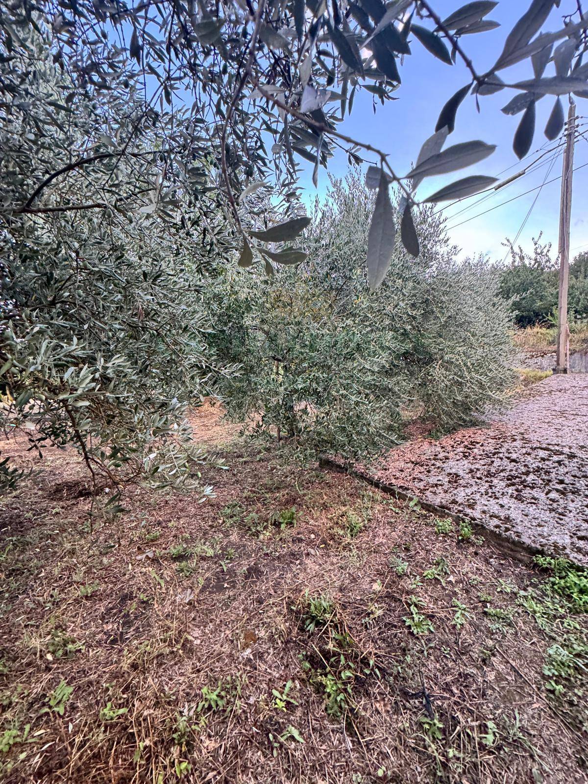Terreno agricolo in vendita a Capriglia Irpina