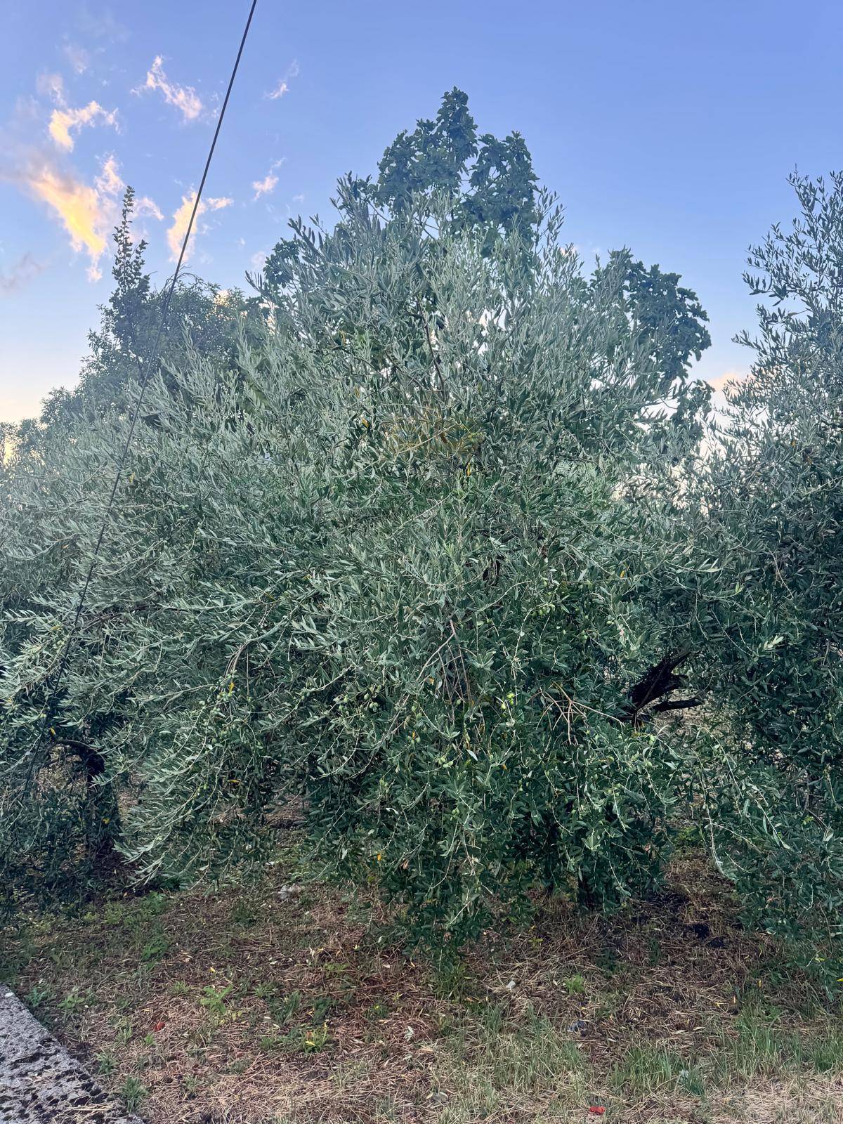 Terreno agricolo in vendita a Capriglia Irpina
